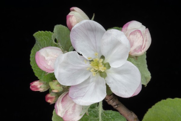 Apple Blossom by Joe Riederer